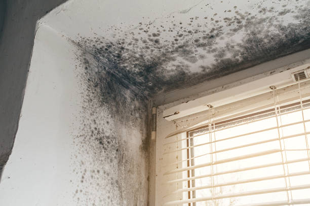 Affordable Black Mold Removal solutions in Fallentimber, PA